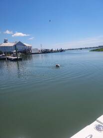 Murrells Inlet Report Photo 2