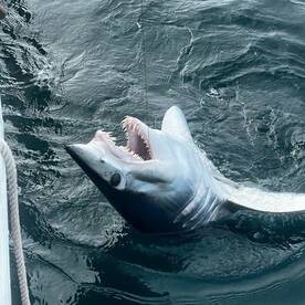 Mastic Report Photo 2