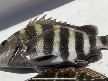 Sheepshead