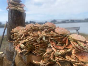 Salmon, Rockfish, and crabbing are on fi