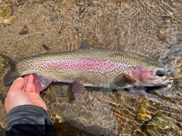 Afternoon Nymphing Evening Dry Fly 