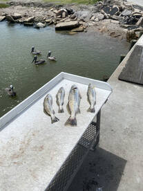 Galveston Report Photo 1