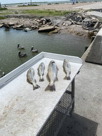 Galveston Report Photo 2