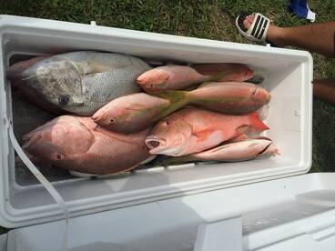 Fort Myers Report Photo 2