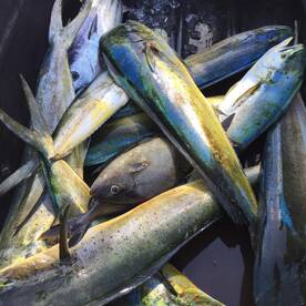 Mahi, sailfish, and amberjack