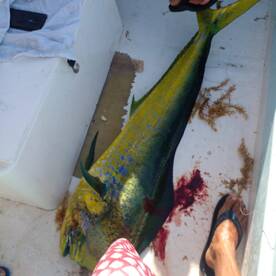 good mahi mahi on board 