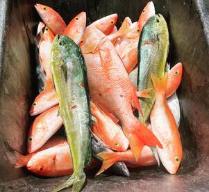 Great bottom fishing and a mixed bag off