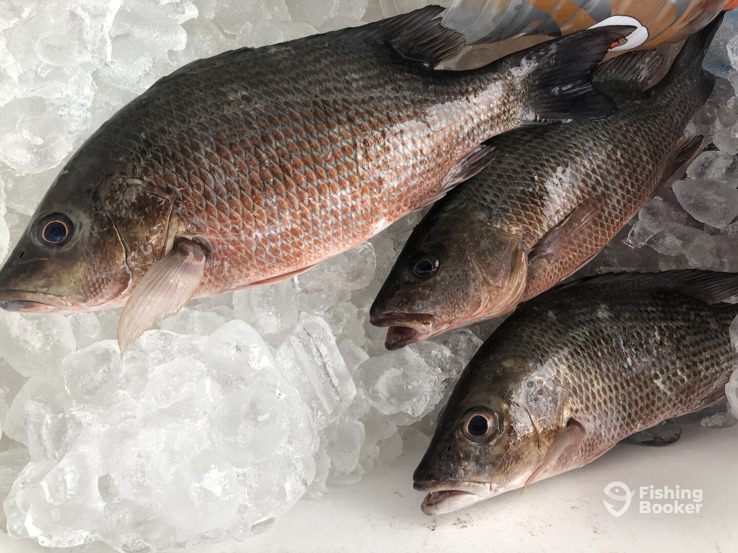 Orlando Report Photo 0