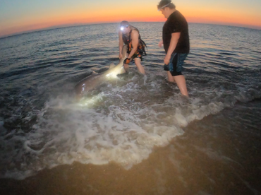 Villas Report Photo 1