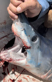 Summer time fishing coming to close Sept