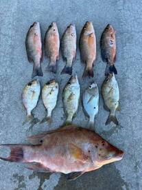 Upper Keys Report Photo 3