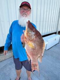 HUGE hogfish for dinner! 