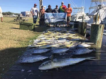 Dolphins & Blackfins