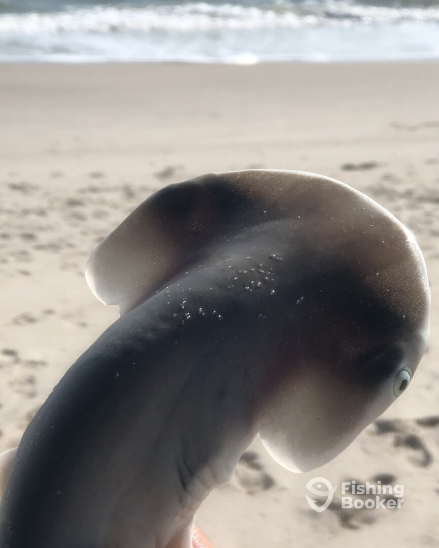 Shark fishing charters