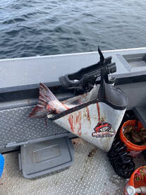 Winchester Bay Report Photo 1