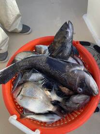 Montauk Report Photo 1