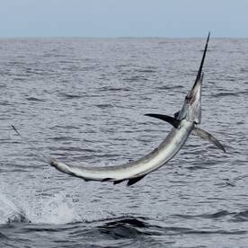 Quepos Report Photo 2