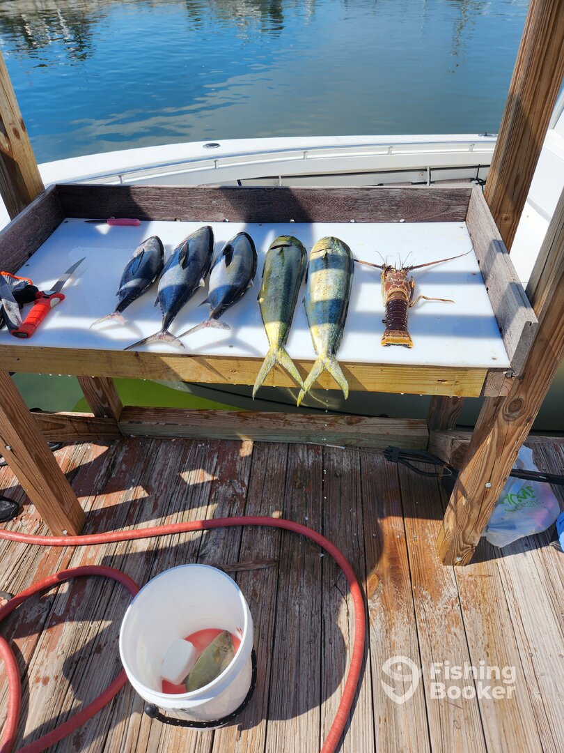 Tavernier Report Photo 0