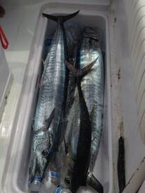 Panama City Report Photo 2