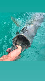 Jupiter Report Photo 2