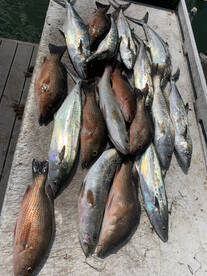 Post hurricane Ian bite 