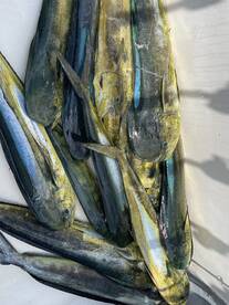 Punta Mita Report Photo 2