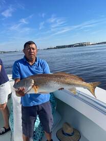 Giant Bulls in the house 