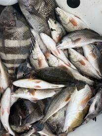 Venice Report Photo 2