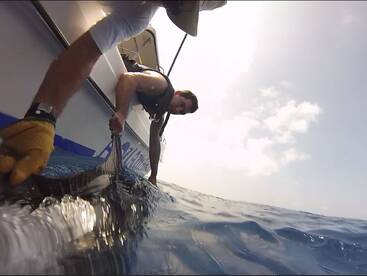 First blue Marlin of the day 