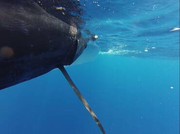 Marlin underwater