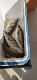 Reedville Report Photo 1