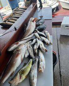 St. Bernard Report Photo 2