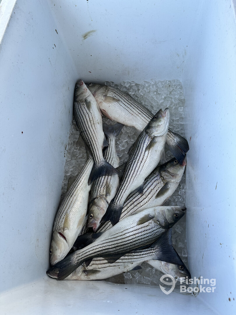 Solomons Report Photo 0