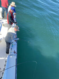 Still fishing. Lots of false albacores