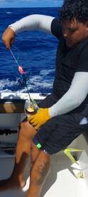 First Blue Marlin released on Aruba Boun