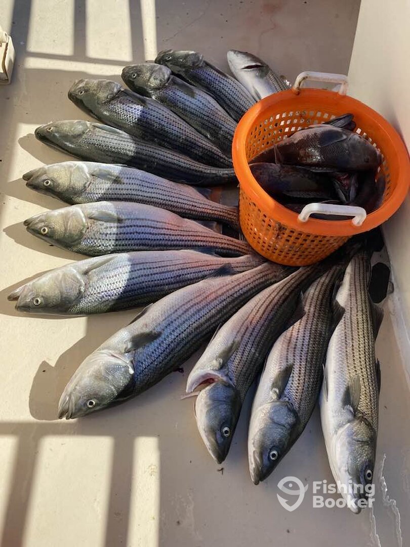 Montauk Report Photo 0