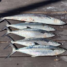 Fort Lauderdale Report Photo 1