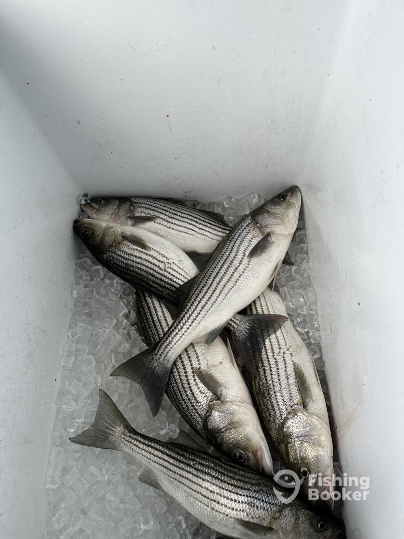 Solomons Report Photo 0