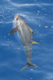 Sandys Report Photo 1