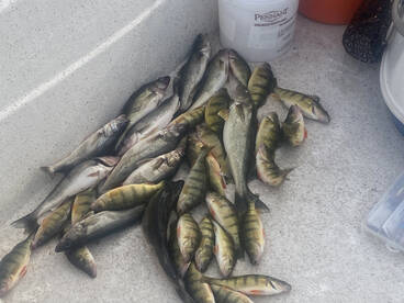 Yellow perch and walleye trip