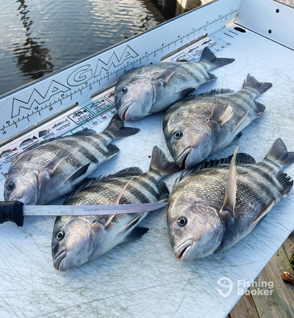 Jacksonville Beach Report Photo 0