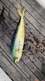 Koper Report Photo 1