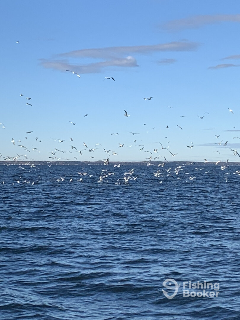 Reedville Report Photo 0