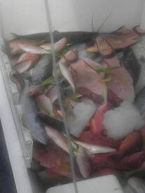 Mixed group with a mixed catch