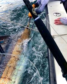 Quepos Report Photo 2