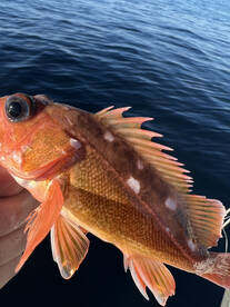 San Diego Report Photo 2