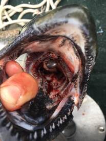 Oak Creek Report Photo 1