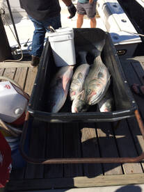 Montauk Report Photo 1