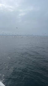 Solomons Report Photo 2