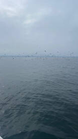 Solomons Report Photo 1